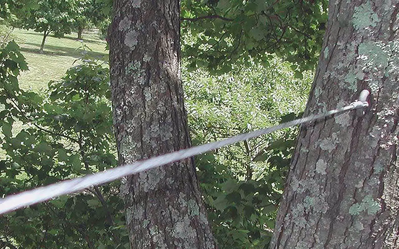 A support cable anchored between two tree stems