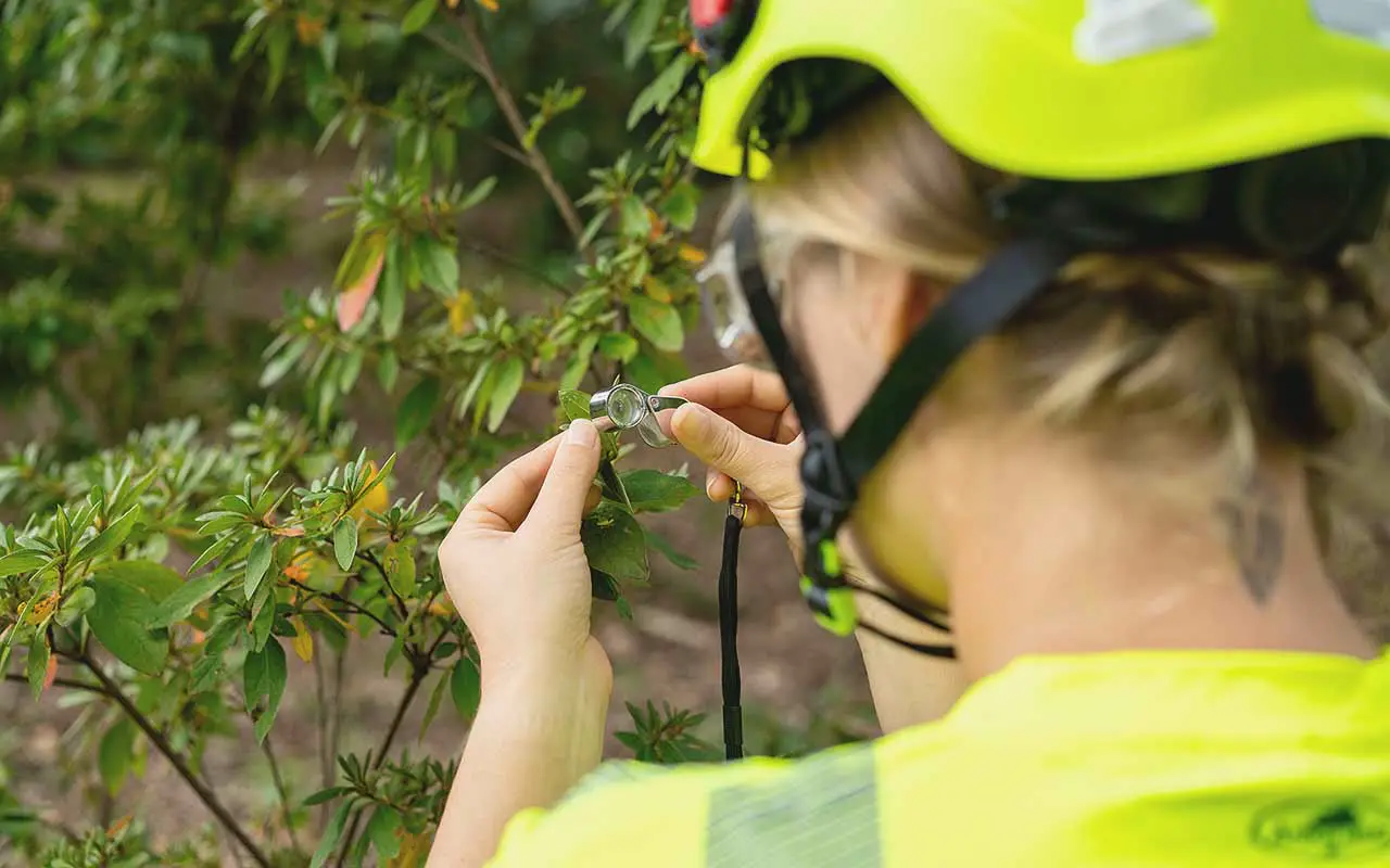 An arborist in a hard hat examining a leaf through a hand lens