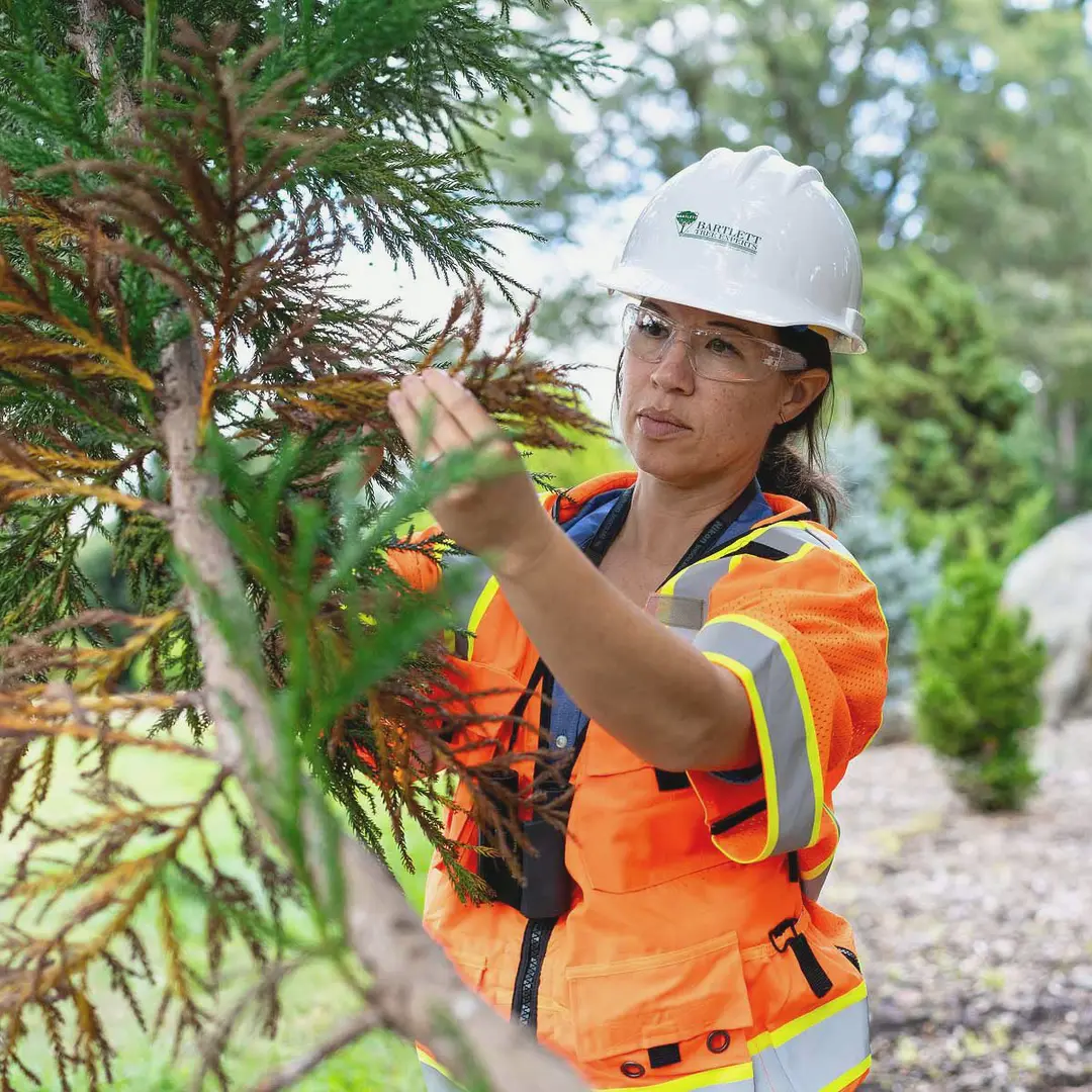 A Bartlett arborist in a hard hat inspecting browning conifer foliage