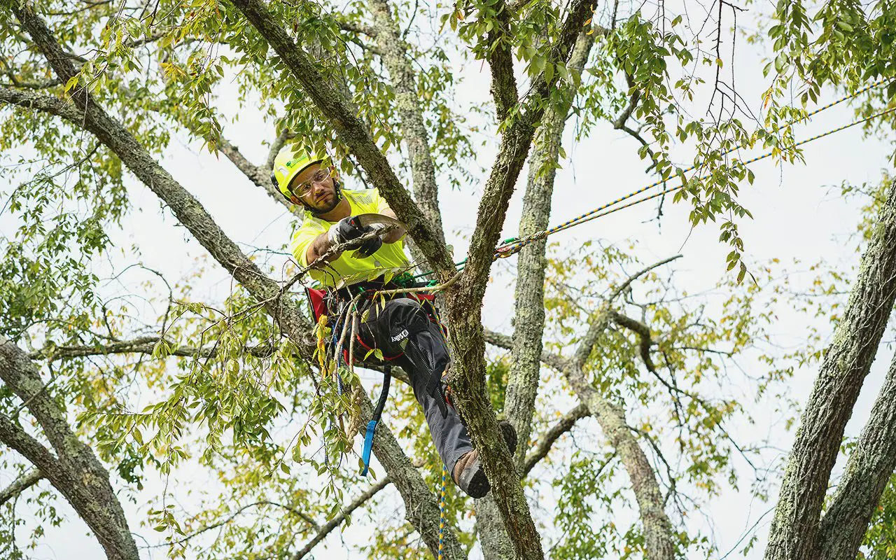 A Bartlett arborist roped in and climbing through a tree canopy
