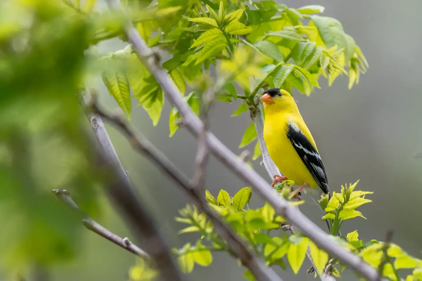 An American goldfinch perched on a branch among fresh green leaves