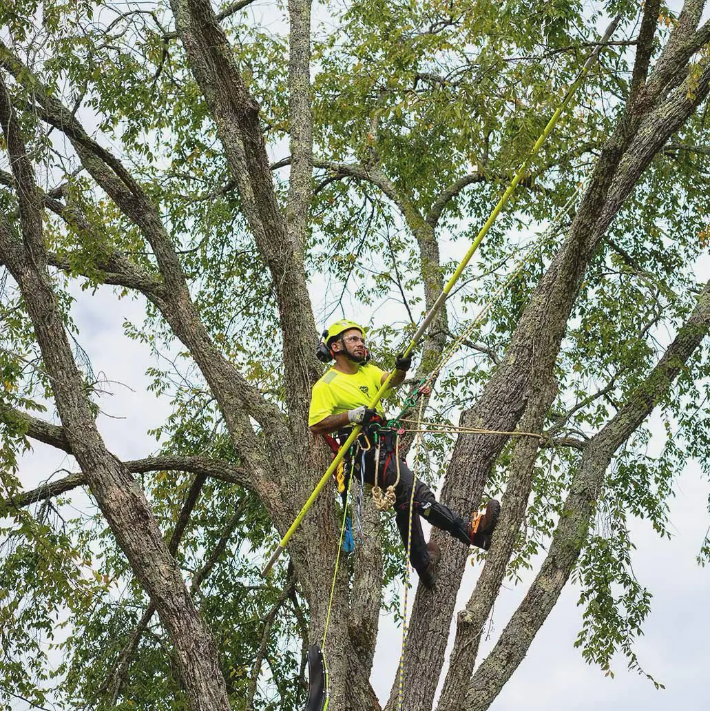 A Bartlett climber aloft in a tree with ropes and a saw